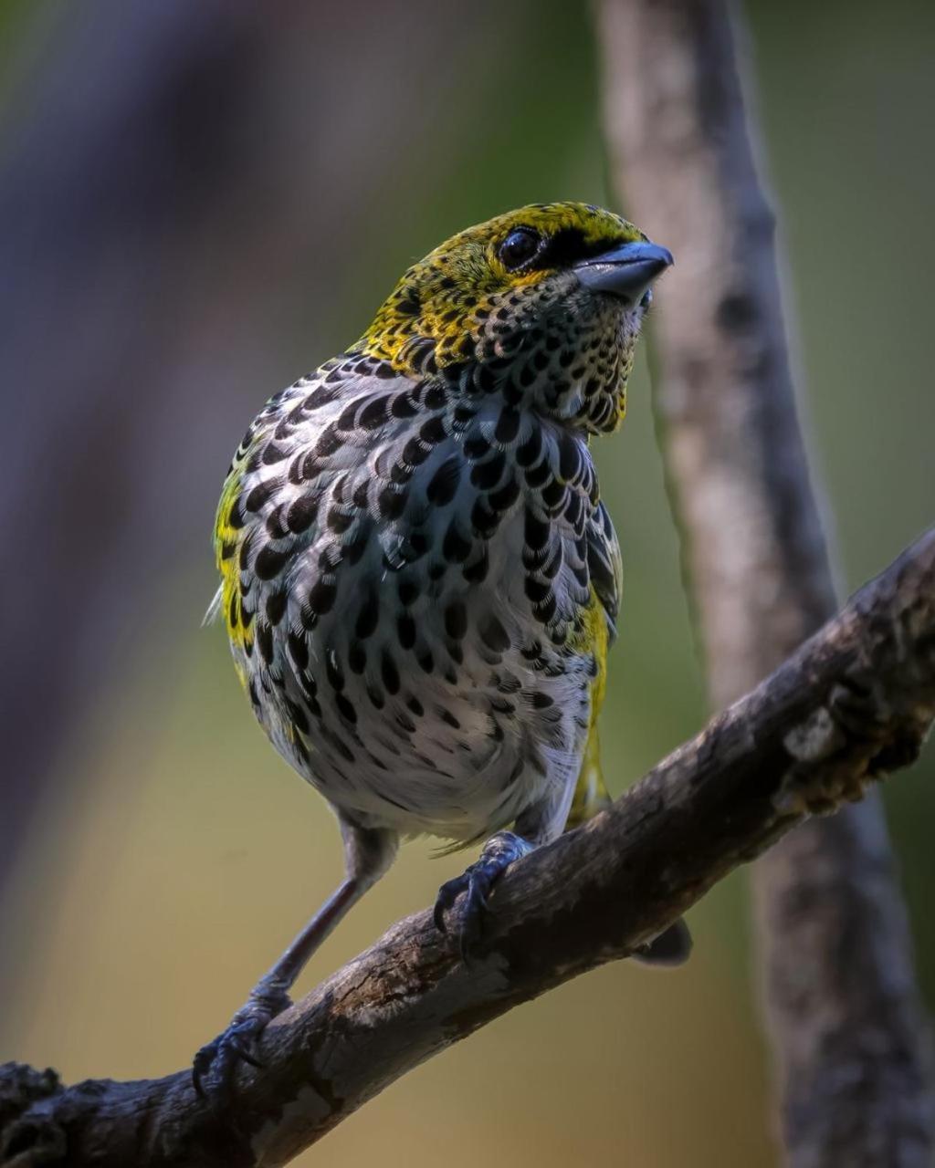 Talamanca Nature Reserve Rivas Экстерьер фото