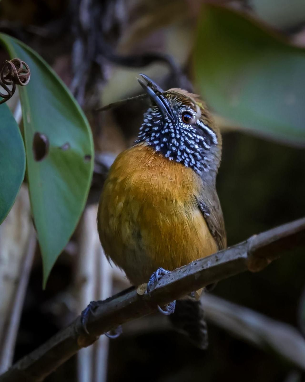 Talamanca Nature Reserve Rivas Экстерьер фото