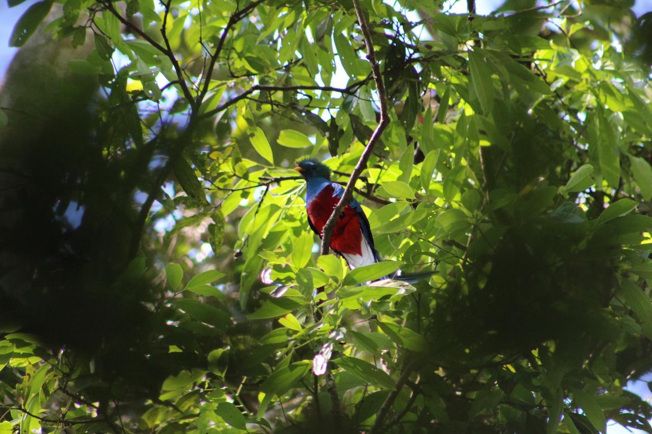 Отель Talamanca Nature Reserve Rivas Экстерьер фото