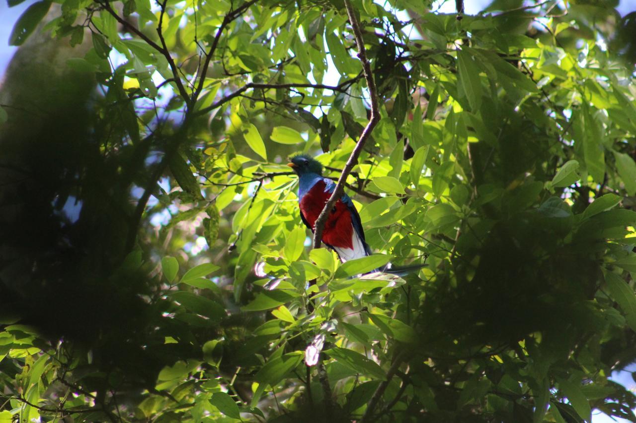Talamanca Nature Reserve Rivas Экстерьер фото